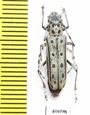 Saperda alberti  Russia, Far East  - INSECTS-STORE.RU