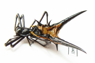 Arachnida sp.  Peru - INSECTS-STORE.RU