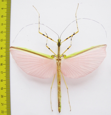 Necroscia annulipes  Malaysia  85mm - INSECTS-STORE.RU