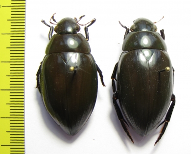 Hydrophilus sp., pair  China - INSECTS-STORE.RU