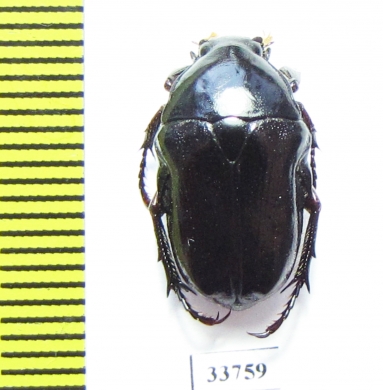 Bisallardiana variabilis  Australia - INSECTS-STORE.RU