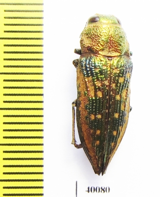 Buprestidae sp.  Argentina - INSECTS-STORE.RU