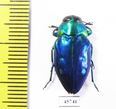 Chrysobothris cyanipennis  Indonesia, Muna isl. - INSECTS-STORE.RU