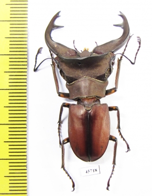 Cyclommatus weinreichi  Indonesia, Papua 44mm - INSECTS-STORE.RU