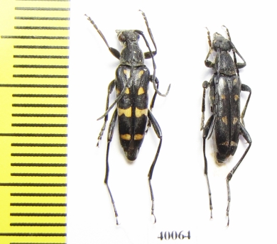 Leptura duodecimguttata  Russia, Far East - INSECTS-STORE.RU