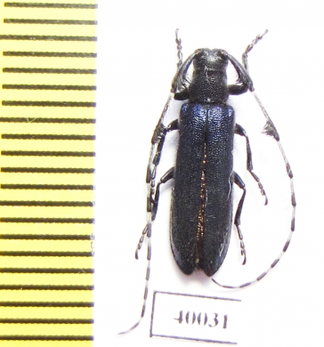 Agapanthia amurensis  Russia, Far East - INSECTS-STORE.RU