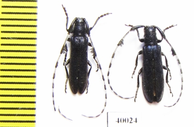 Agapanthia amurensis  Russia, Far East - INSECTS-STORE.RU