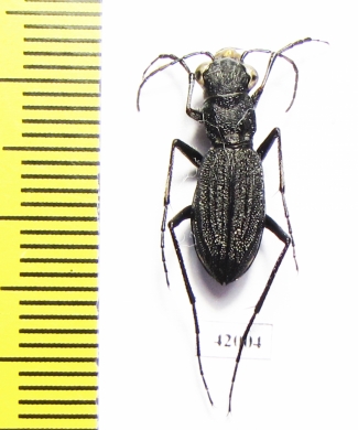 Dromica sp., male  South Africa Rep. - INSECTS-STORE.RU