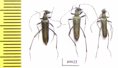 Strangalomorpha tenuis  Russia, Far East - INSECTS-STORE.RU