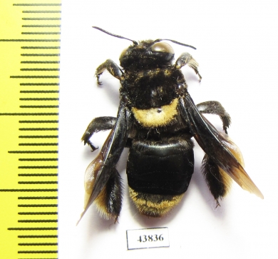 Hymenoptera sp.  Colombia - INSECTS-STORE.RU