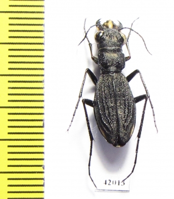 Dromica sp., female  South Africa Rep. - INSECTS-STORE.RU