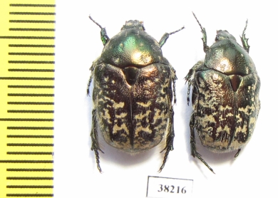 Protaetia karelini  Russia, Volgograd reg. - INSECTS-STORE.RU