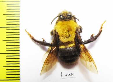 Hymenoptera sp.  Colombia - INSECTS-STORE.RU