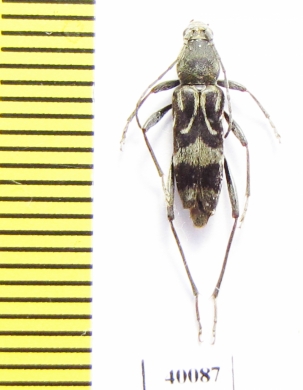 Chlorophorus motschulskyi  Russia, Far East - INSECTS-STORE.RU