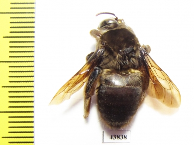 Hymenoptera sp.  Colombia - INSECTS-STORE.RU