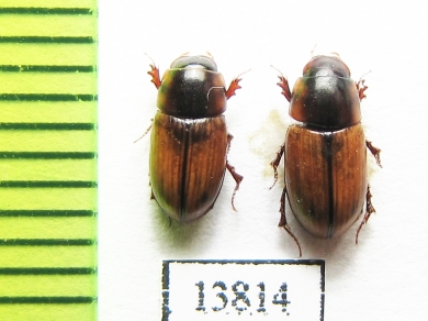 Aphodius immundus  Russia, Astrakhan reg. - INSECTS-STORE.RU