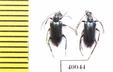 Dinoptera minuta  Russia, Far East - INSECTS-STORE.RU