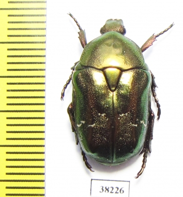 Protaetia fieberi  Russia, Voronezh reg. - INSECTS-STORE.RU