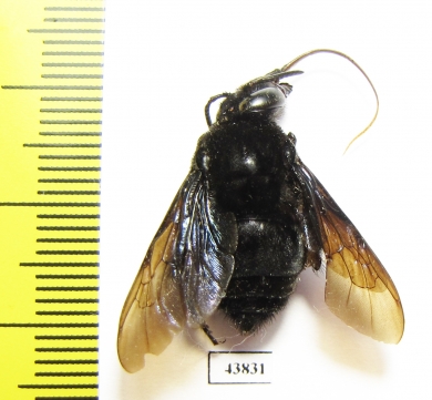 Hymenoptera sp.  Colombia - INSECTS-STORE.RU