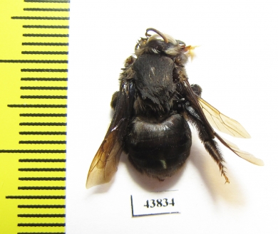 Hymenoptera sp.  Colombia - INSECTS-STORE.RU