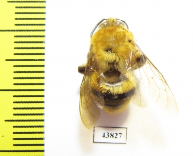 Hymenoptera sp.  Colombia - INSECTS-STORE.RU