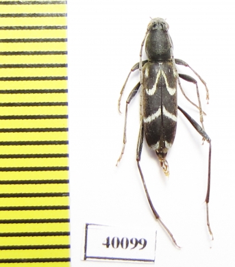 Rhaphuma gracilipes  Russia, Far East - INSECTS-STORE.RU