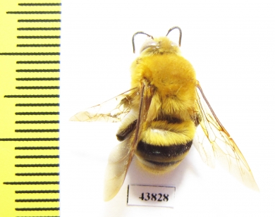 Hymenoptera sp.  Colombia - INSECTS-STORE.RU