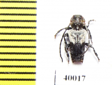 Pogonocherus dimidiatus  Russia, Far East - INSECTS-STORE.RU