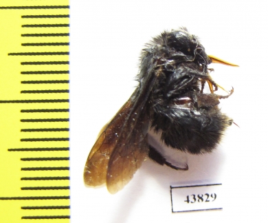 Hymenoptera sp.  Peru - INSECTS-STORE.RU