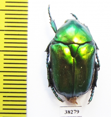 Protaetia affinis  Russia, Voronezh reg. - INSECTS-STORE.RU