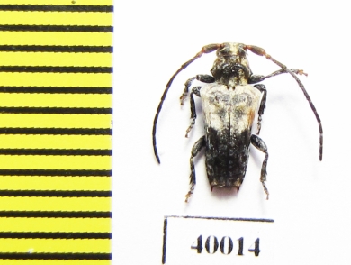 Pogonocherus dimidiatus  Russia, Far East - INSECTS-STORE.RU