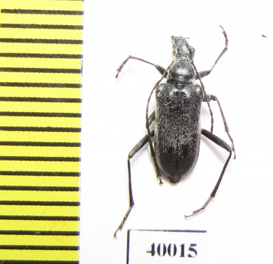 Euracmaeops septentrionis  Russia, Far East - INSECTS-STORE.RU