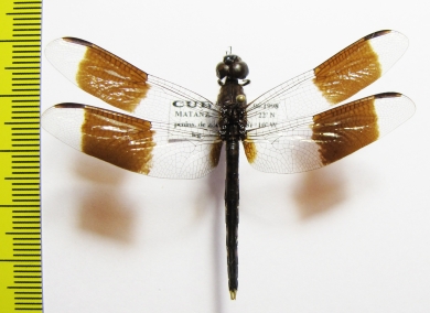 Odonata sp.  Cuba - INSECTS-STORE.RU