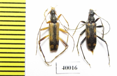 Pidonia amurensis  Russia, Far East - INSECTS-STORE.RU