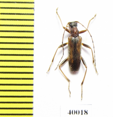 Pidonia alticollis  Russia, Far East - INSECTS-STORE.RU