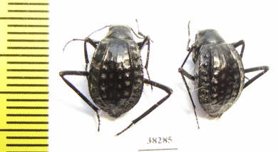 Adesmia gebleri  Kazakhstan - INSECTS-STORE.RU