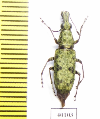 Anthribidae sp.  French Guiana - INSECTS-STORE.RU