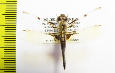 Odonata sp.  India, Meghalaya - INSECTS-STORE.RU