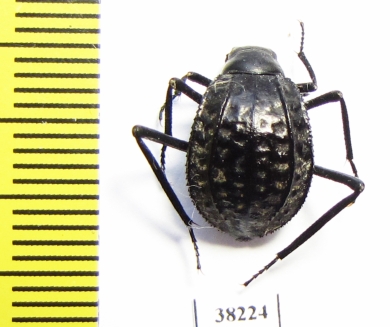 Adesmia gebleri  Kazakhstan - INSECTS-STORE.RU