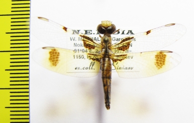Odonata sp.  India, Meghalaya - INSECTS-STORE.RU