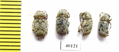 Anthribidae sp.  French Guiana - INSECTS-STORE.RU