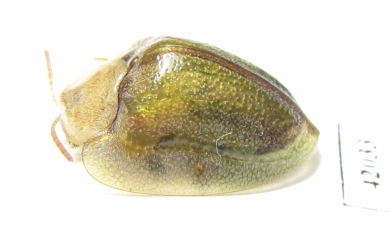 Chrysomelidae sp.  South Africa Rep. - INSECTS-STORE.RU