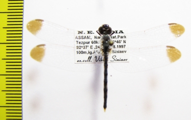 Odonata sp.  India, Assam - INSECTS-STORE.RU
