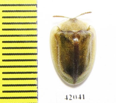 Chrysomelidae sp.  South Africa Rep. - INSECTS-STORE.RU