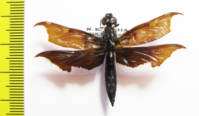 Odonata sp.  India, Assam - INSECTS-STORE.RU