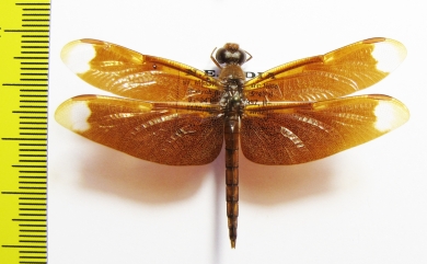 Odonata sp.  India, Assam - INSECTS-STORE.RU