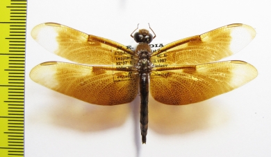 Odonata sp.  India, Assam - INSECTS-STORE.RU