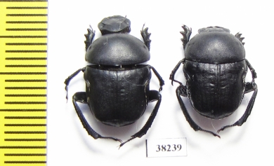 Gymnopleurus geoffroyi geoffroyi  Greece - INSECTS-STORE.RU