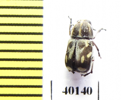 Anthribidae sp.  French Guiana - INSECTS-STORE.RU