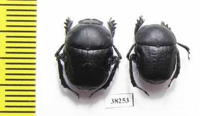 Gymnopleurus geoffroyi geoffroyi  Greece - INSECTS-STORE.RU